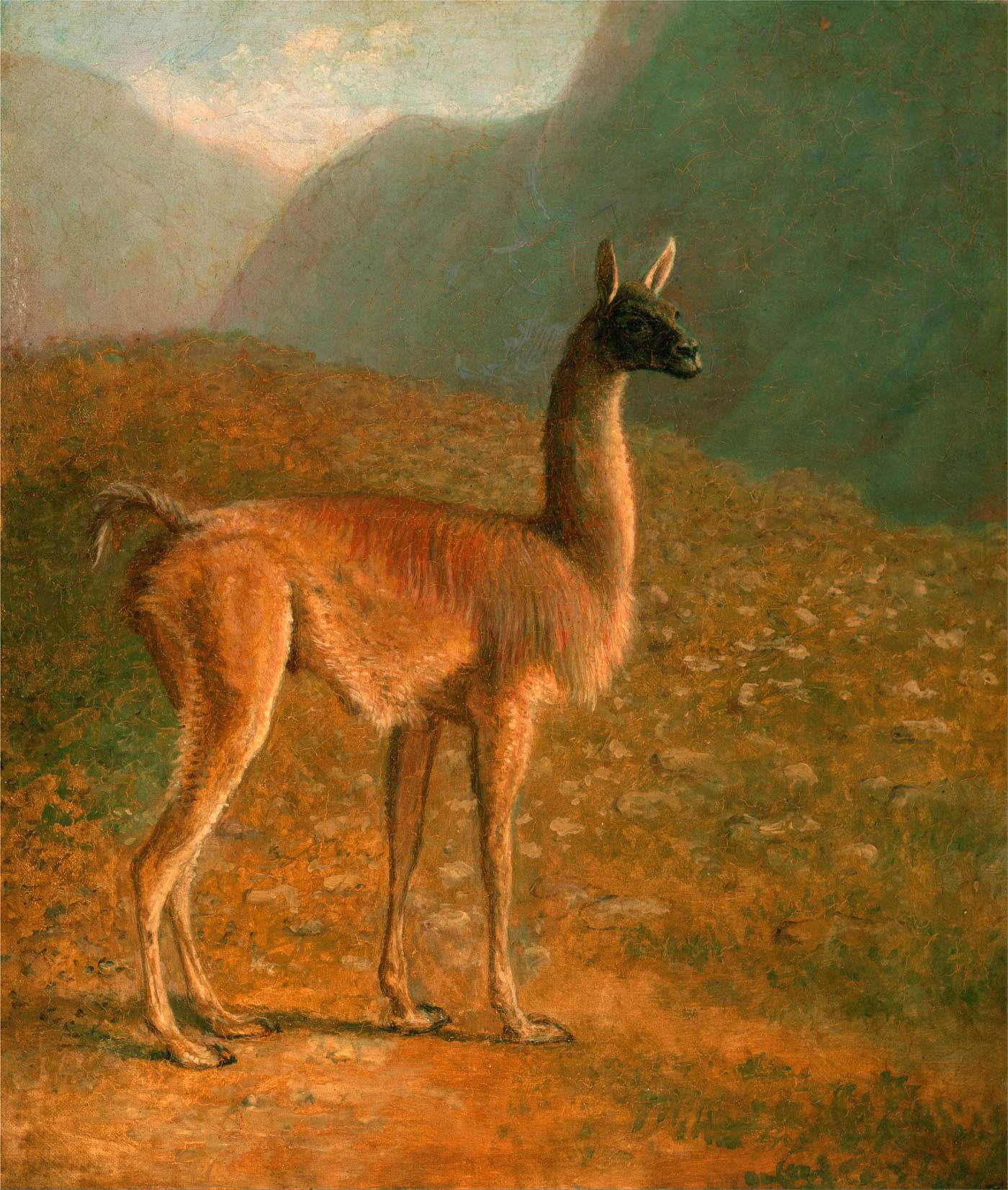 guanaco